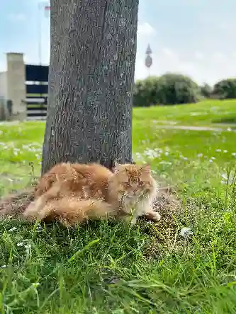 Chat Perdu 27 Eure Le Lesme - Tokyo